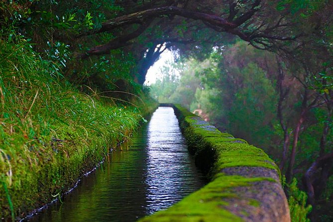 "25 Fountains" Walk / Lost In The Beautiful Forest - Why 25 Fontes and Risco feel so Madeira