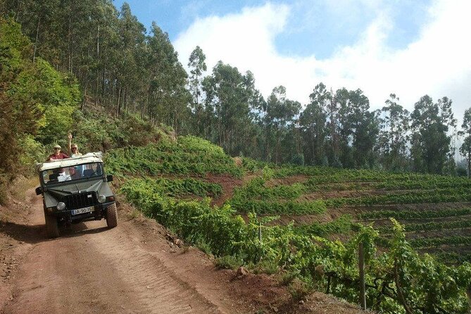 4x4 Safari Half day Poncha, Mountains, Vineyards and Cabo Girão Small group - Porto de Câmara de Lobos: where the coastline still feels local