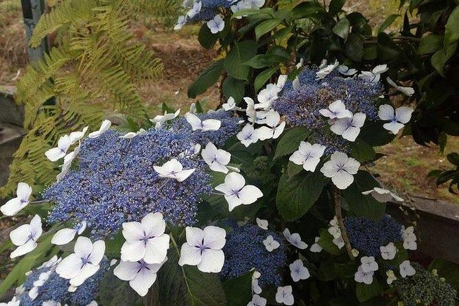 Agriculture Green Tour - A half-day feel that covers a lot of Madeira
