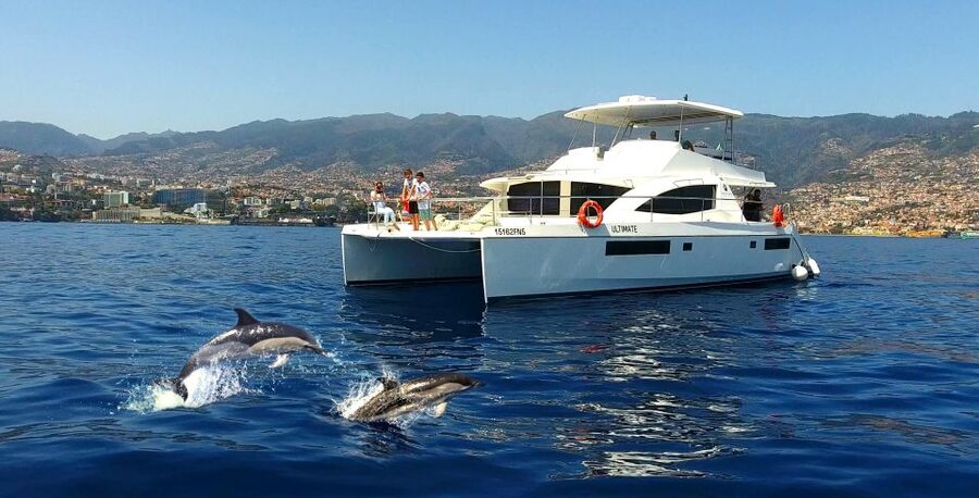 All Inclusive Whale and Dolphin Watching Luxury Tour - First Steps at VipDolphins in Funchal