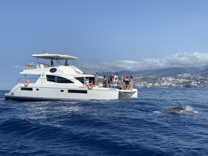 All Inclusive Whale and Dolphin Watching Luxury Tour - Should You Book VipDolphins Whale Watching in Madeira?