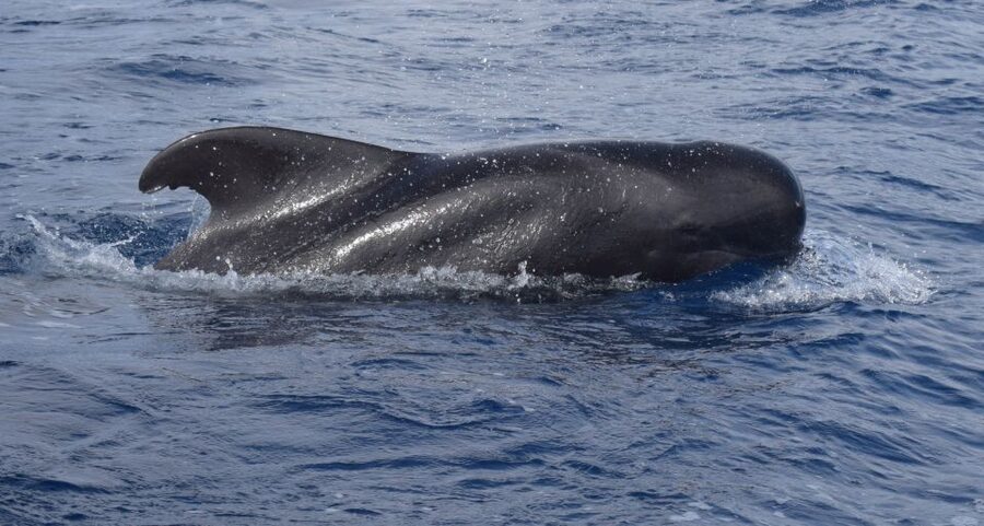 All Inclusive Whale and Dolphin Watching Luxury Tour - The Catamaran Cruise: Comfort That Actually Helps You Spot Wildlife
