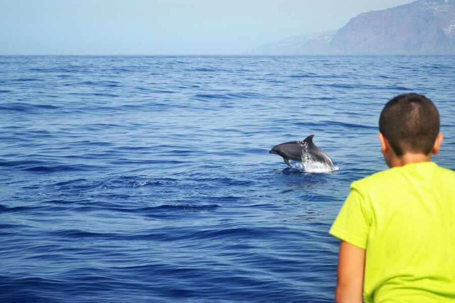 All Inclusive Whale and Dolphin Watching Luxury Tour - What’s Included Aboard: Drinks, Snacks, Snorkels, and Real Comfort
