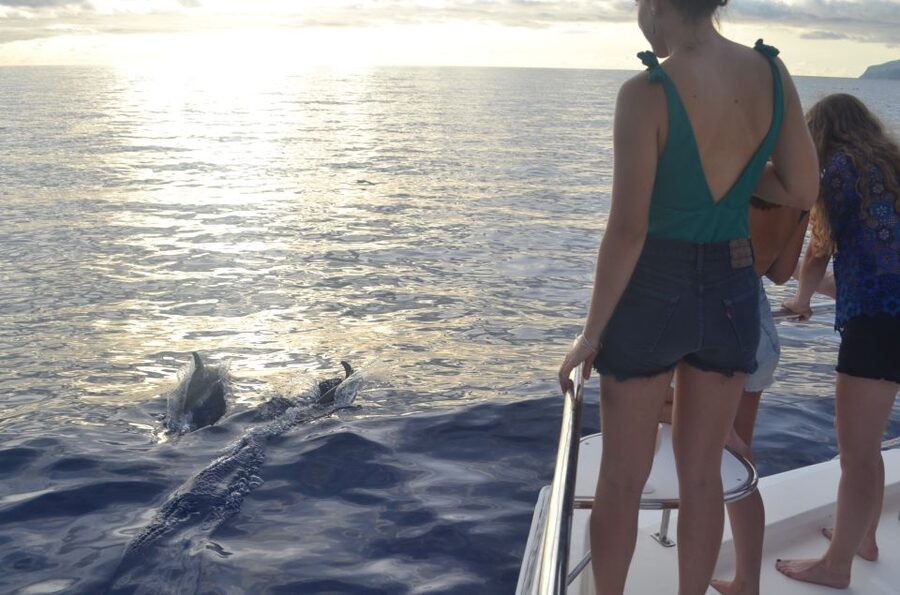 All Inclusive Whale and Dolphin Watching Luxury Tour - Who Should Book This Tour (and Who Might Want Another Option)