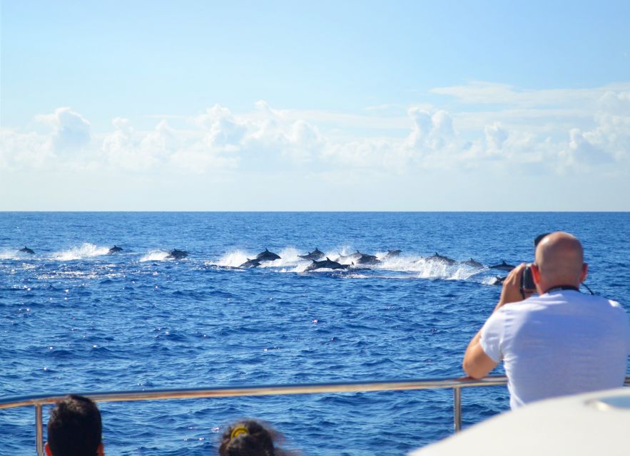 All Inclusive Whale and Dolphin Watching Luxury Tour - Dolphins, Whales, and Turtles: How the Boat Finds Them (and How You Should Watch)
