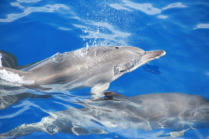 Arieiro Peak and Cristo Rei 4x4 Experience + Dolphins Watching - The Big Idea: High Viewpoints Plus Dolphin Watching in One Day
