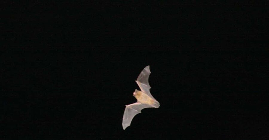 Bat Watching Madeira - Key Things You’ll Do