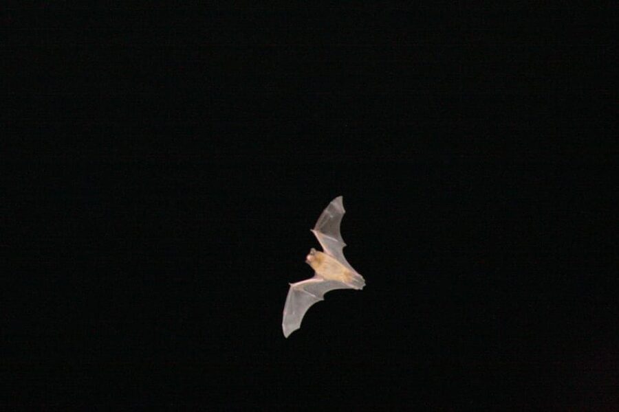 Bat Watching Madeira - Why Madeira’s Bat Night Feels Like Field Science