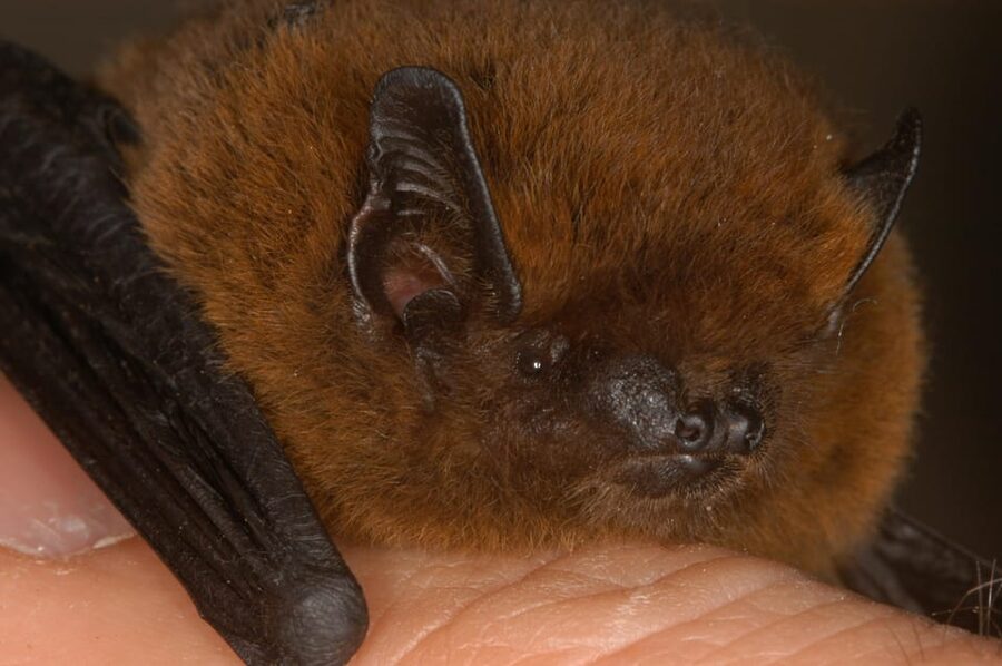 Bat Watching Madeira - Price and Value: Is 47 Dollars Worth It?