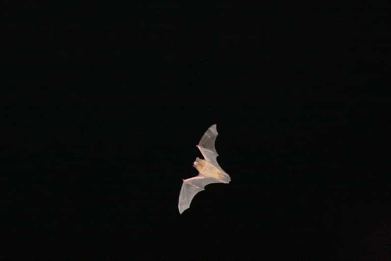 Bat Watching Madeira - Meeting Your Guides and Getting Ready for the Night