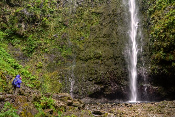 Caldeirão Verde Levada (PR 9) - Guided Madeira Levada Walk - Through the Laurisilva Forest: endemic trees and the guide’s real role