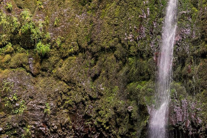 Caldeirão Verde Levadas Walk in Madeira - What to bring: shoes, a torch for tunnels, and smart snack planning
