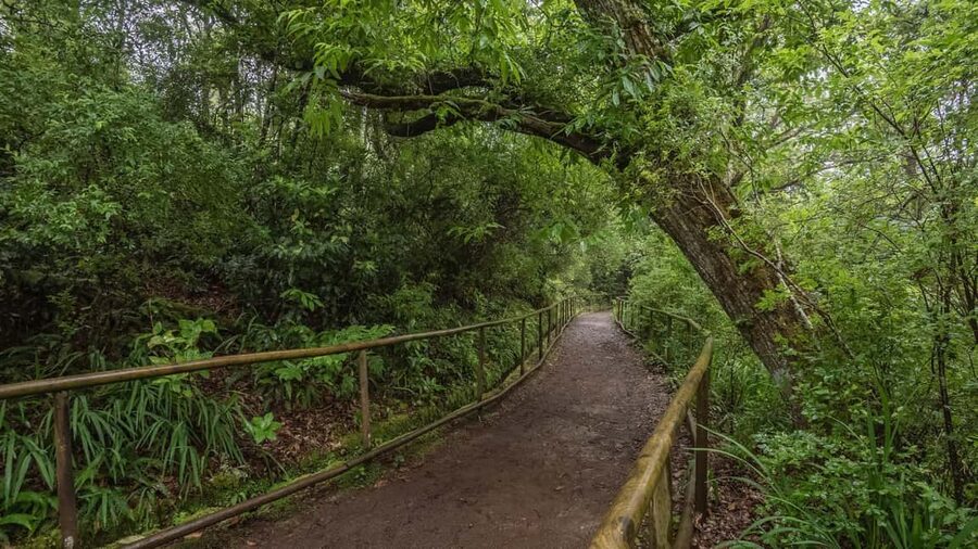 Caldeirão Verde: Queimadas PR9 Transfer and Self-Guided Hike - Trail Walkthrough: Queimadas Park, Levada Path, Waterfalls, and Tunnels