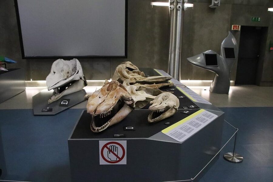 Caniçal : Madeira Whale Museum Entry ticket - Wheelchair accessibility and who this museum fits best