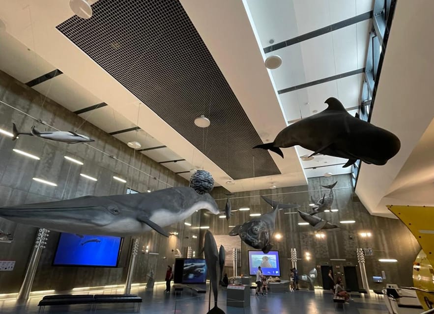 Caniçal : Madeira Whale Museum Entry ticket - Inside the museum: life-size models that teach scale instantly