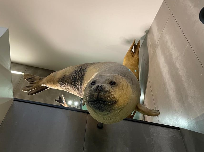 Caniçal : Madeira Whale Museum Entry ticket - The 3D stereoscopic films: your second main reason to go