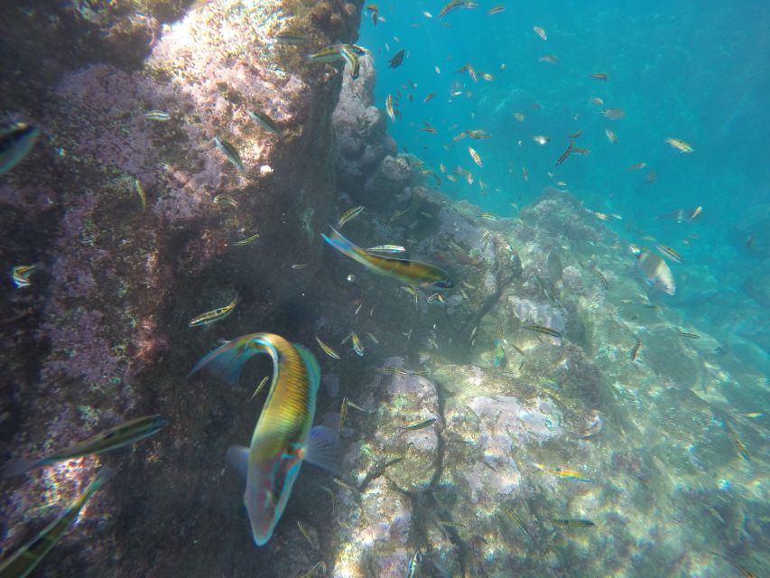 Caniço, Madeira: Marine Reserve Kayak & Snorkelling Tour - Snorkeling at Garajau: what you might actually see