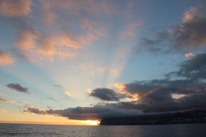 Catamaran Sunset Cruise from Funchal - Wildlife: Dolphins or Whales, How to Think About the Odds