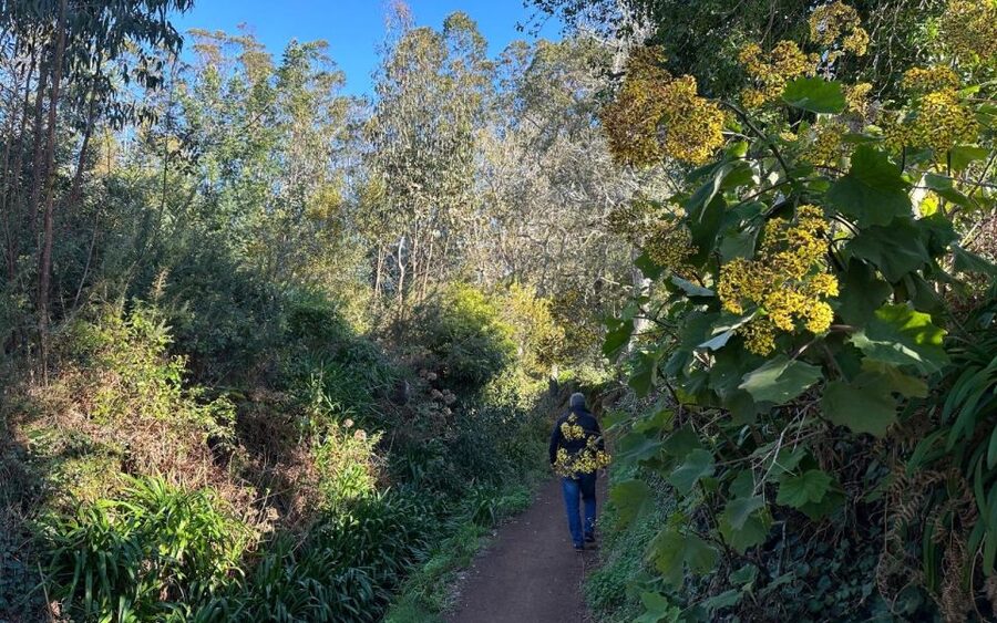 Discover the Paradise Valley - a quick escape for Everyone - Why This Paradise Valley Walk Works So Well for a Quick Madeira Escape
