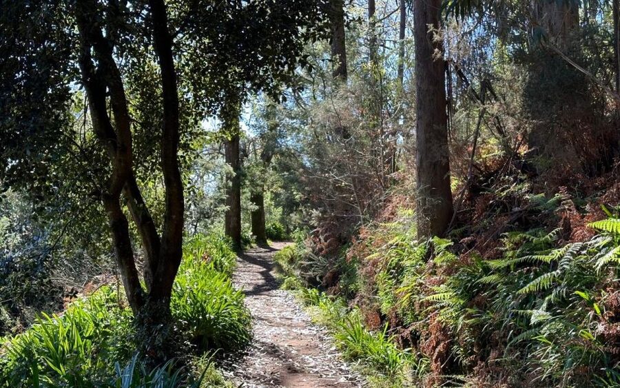 Discover the Paradise Valley - a quick escape for Everyone - Laurissilva Forest: What You’ll Actually Learn to Notice