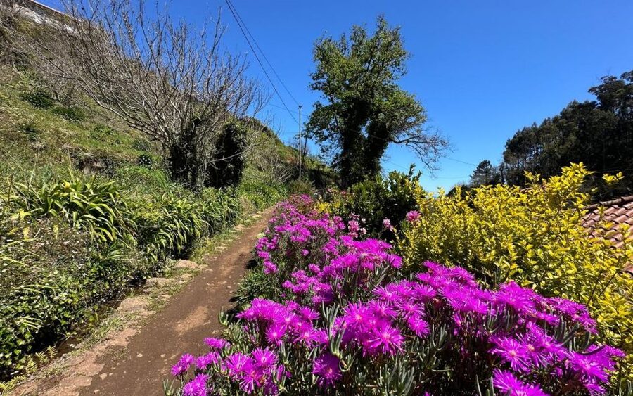 Discover the Paradise Valley - a quick escape for Everyone - Fauna and Flora Time: A Better Way to See Madeira Than Just Looking