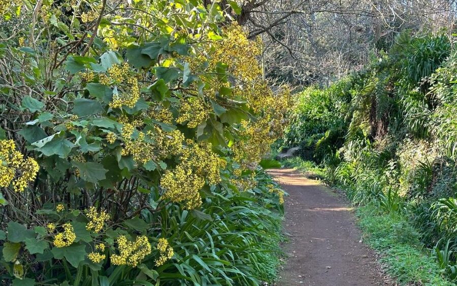 Discover the Paradise Valley - a quick escape for Everyone - Getting From Funchal and Caniço to Camacha, Without the Headache