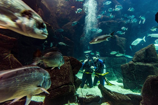 Diving in the Madeira Aquarium - Scuba in Madeira Aquarium, Porto Moniz: Why it’s such a good choice