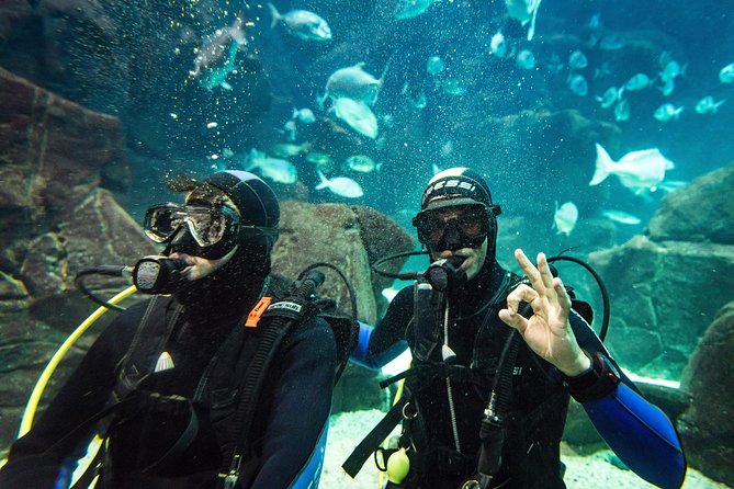 Diving in the Madeira Aquarium - What you’ll likely see, and why it feels special
