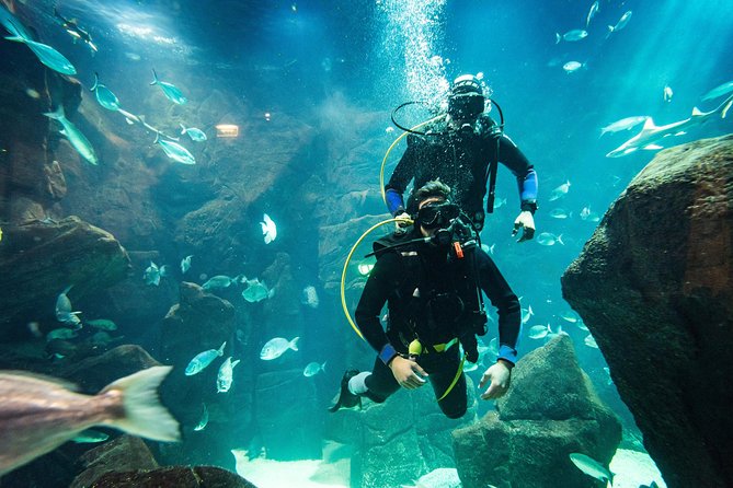 Diving in the Madeira Aquarium - Your guide and group size: the real quality driver