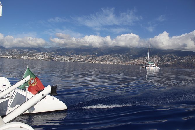 Dolphin and Whale Watching Catamaran Cruise from Funchal - On Board Comfort: Bar, toilets, and where to sit when it gets rough