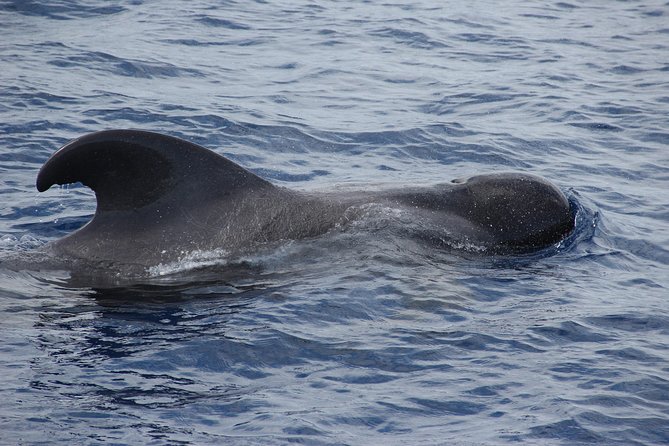 Dolphin and Whale Watching Catamaran Cruise from Funchal - Crowd Levels and the Reality of a 180-Seat Boat