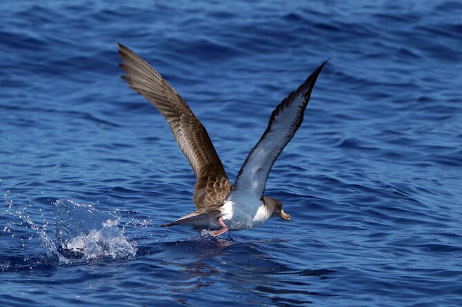 Dolphin - Whale - Turtle - Bird Watching - Camara de Lobos from the water, and why Churchill’s connection is more than trivia