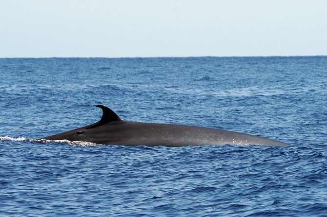 Dolphin - Whale - Turtle - Bird Watching - How wildlife viewing stays ethical on this tour