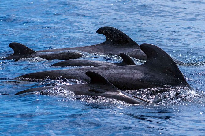 Dolphin - Whale - Turtle - Bird Watching - Comfort on the water: motion sickness, wind, and what to wear