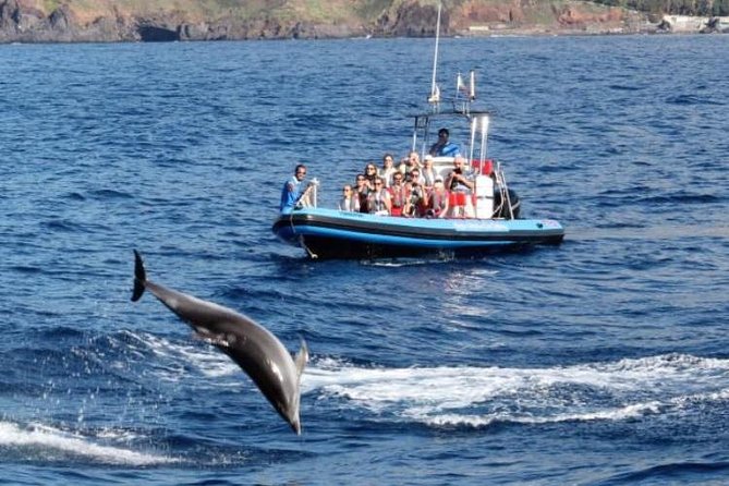 Dolphin - Whale - Turtle - Bird Watching - The wildlife guarantee and what it covers in real life