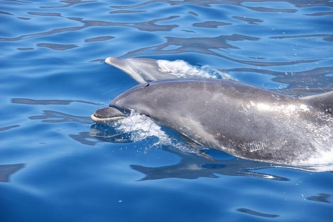 Dolphin - Whale - Turtle - Bird Watching - Value check: is $60.49 for 2 hours a good deal?