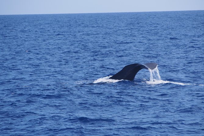 Dolphin - Whale - Turtle - Bird Watching - The second phase: Funchal Bay scenery plus fauna, flora, and Madeira context