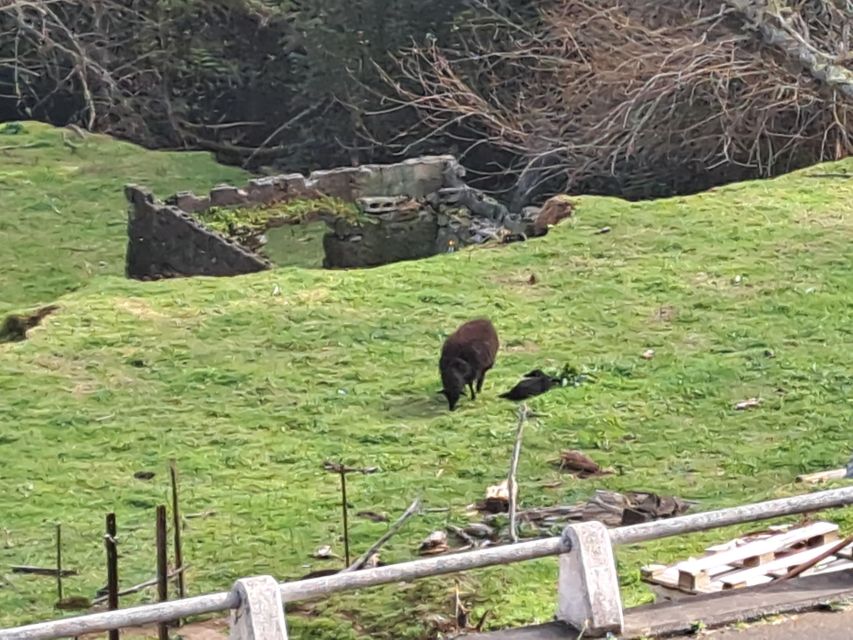 EAST MADEIRA:,Peaks, Forest walk,Thatched Roofs, Rum factory - East Madeira in one day: how this 8-hour route actually feels