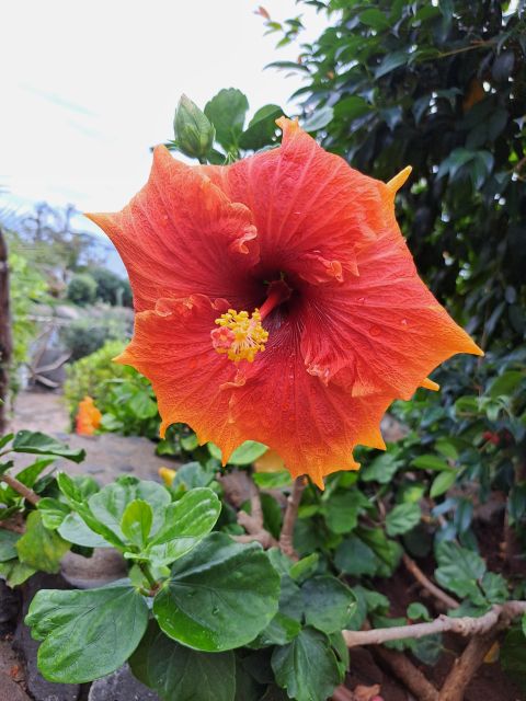EAST MADEIRA:,Peaks, Forest walk,Thatched Roofs, Rum factory - Pickup, minibus flow, and why the order might change