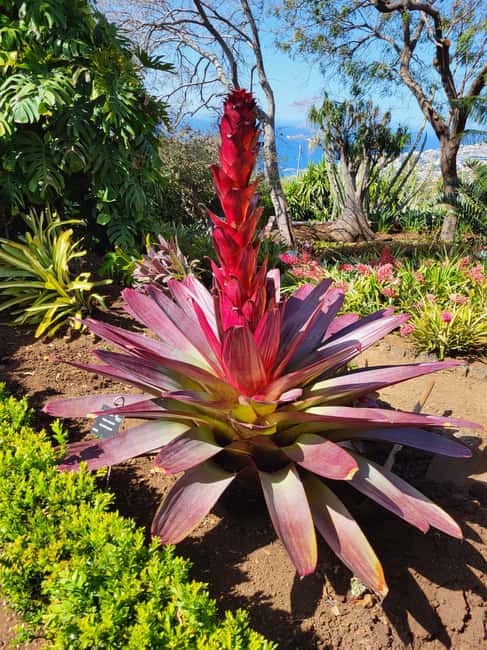 East Side of Madeira – Elegant Alternative to 4x4 Adventures - Funchal pickup and the road to Pico do Arieiro (1,818 m)