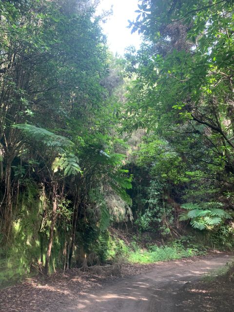 East Tour: Classic jeep tour to East Madeira - Santana - Ribeiro Frio: a trout reserve stop that breaks up the mountain focus