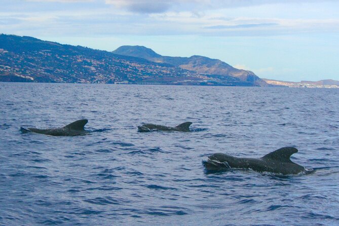 Eco-Friendly Catamaran Dolphin and Whale Watching - Price and Value at About $42.34 Per Person