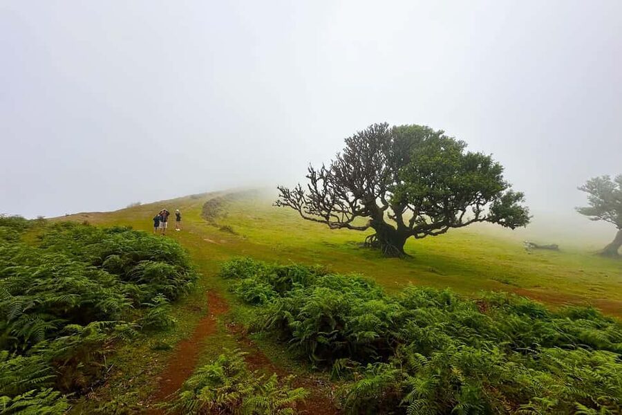 Fanal / Assobiadores - Levada Walk - From Paul da Serra to Fanal: The Route’s Real Story