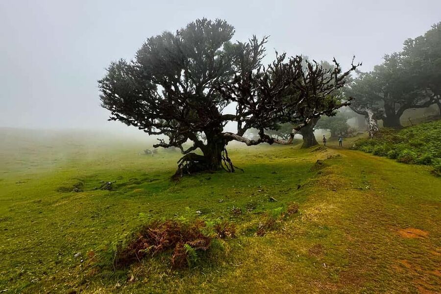 Fanal / Assobiadores - Levada Walk - Walking Through Laurissilva: UNESCO Forest You Can Actually Feel