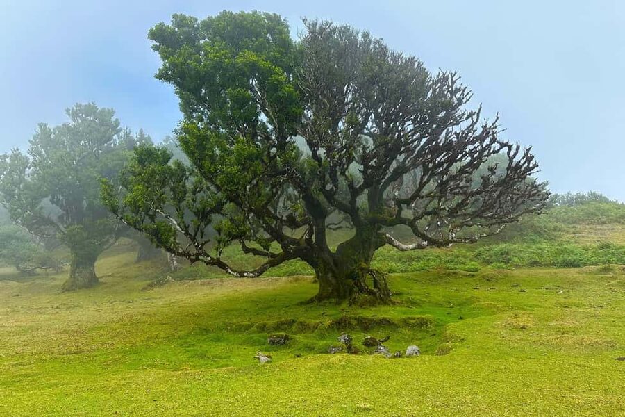Fanal / Assobiadores - Levada Walk - Ribeira da Janela Valley Viewpoints: Where the Day Opens Up