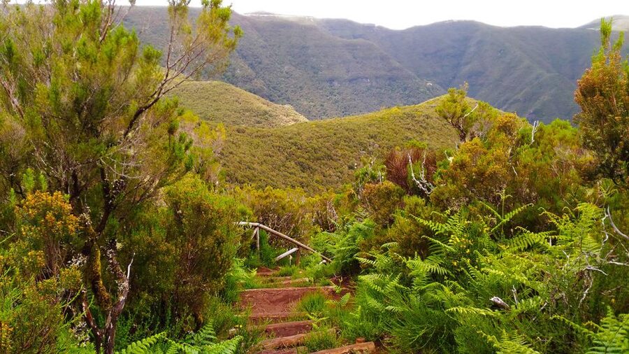 Fanal / Assobiadores - Levada Walk - Chão da Ribeira: Another Iconic Landmark on the Route