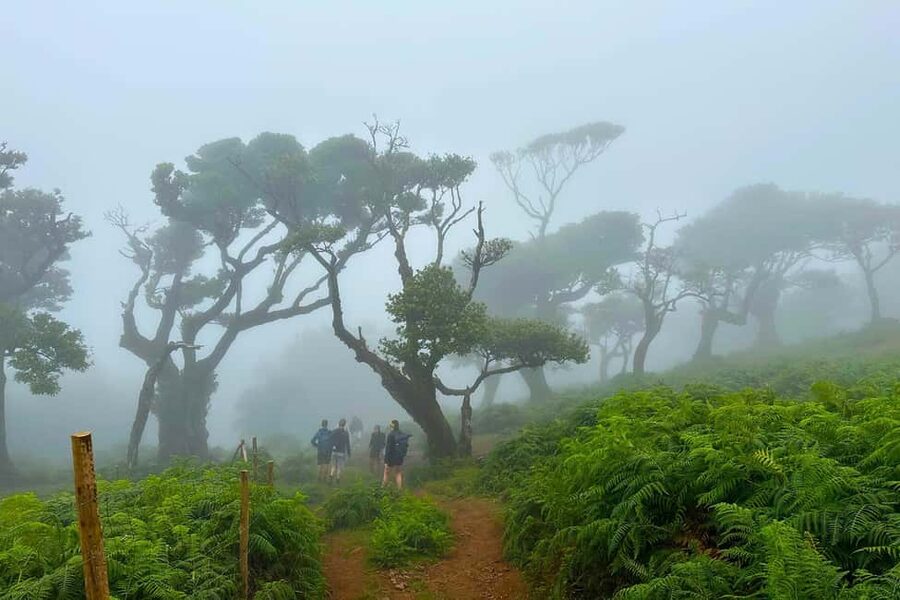 Fanal / Assobiadores - Levada Walk - Reaching Fanal: The Finish That Gives the Forest a Stage