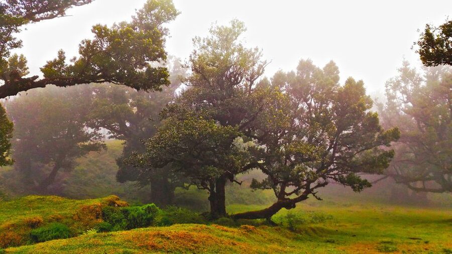 Fanal / Assobiadores - Levada Walk - Price and Value: Is $50 Worth an 8-Hour Guided Walk?