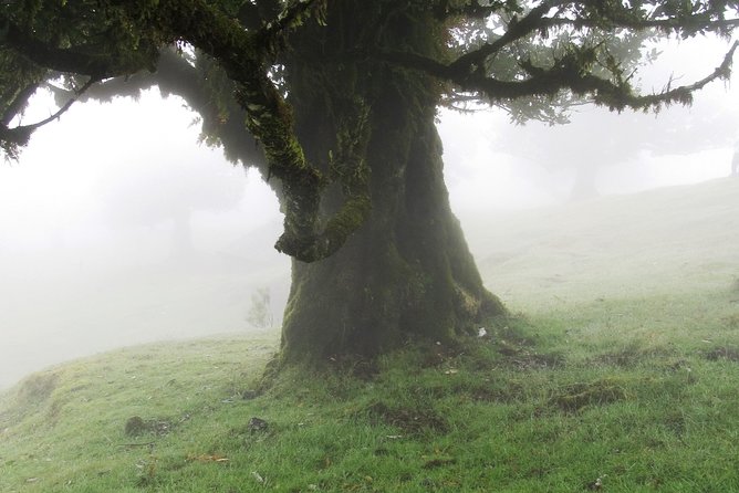 Fanal -Enchanted Forest - Key things to know before you go