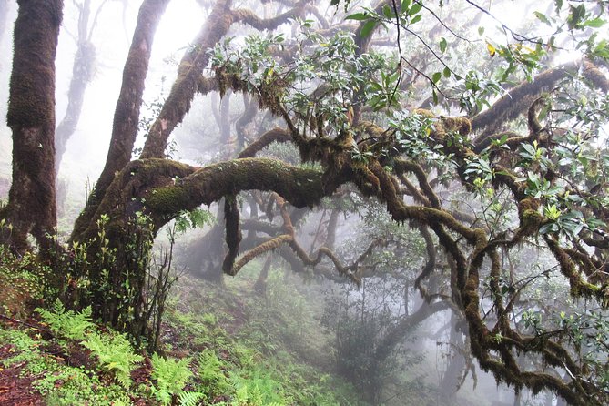 Fanal -Enchanted Forest - Why Fanal feels magical when the clouds roll in